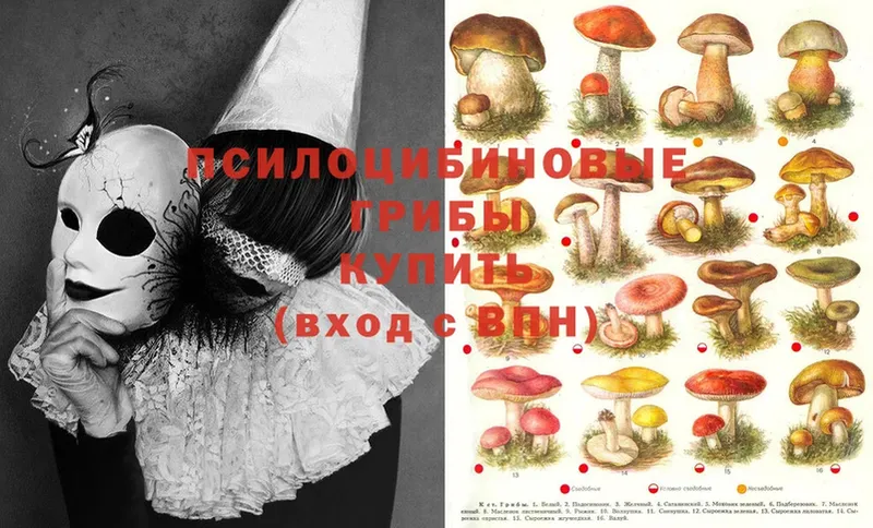 Галлюциногенные грибы Psilocybe  hydra   Набережные Челны 